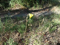 oenothera elata ssp hirsutissima